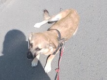 BIBI, Hund, Mischlingshund in Rumänien - Bild 11