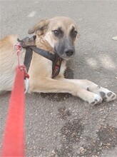 BIBI, Hund, Mischlingshund in Rumänien - Bild 12