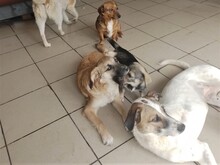BIBI, Hund, Mischlingshund in Rumänien - Bild 13
