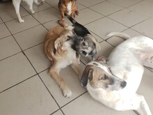 BIBI, Hund, Mischlingshund in Rumänien - Bild 15