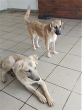 BIBI, Hund, Mischlingshund in Rumänien - Bild 16