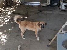 BIBI, Hund, Mischlingshund in Rumänien - Bild 17