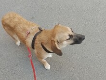 BIBI, Hund, Mischlingshund in Rumänien - Bild 18