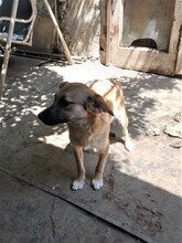 BIBI, Hund, Mischlingshund in Rumänien - Bild 19