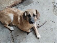 BIBI, Hund, Mischlingshund in Rumänien - Bild 2