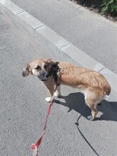 BIBI, Hund, Mischlingshund in Rumänien - Bild 20