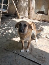 BIBI, Hund, Mischlingshund in Rumänien - Bild 21