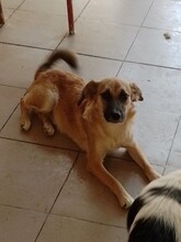 BIBI, Hund, Mischlingshund in Rumänien - Bild 22