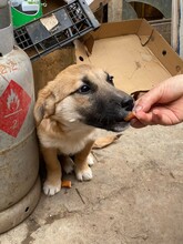 BIBI, Hund, Mischlingshund in Rumänien - Bild 24