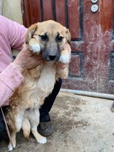 BIBI, Hund, Mischlingshund in Rumänien - Bild 25