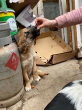 BIBI, Hund, Mischlingshund in Rumänien - Bild 27