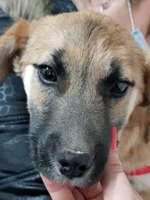 BIBI, Hund, Mischlingshund in Rumänien - Bild 29