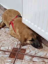 BIBI, Hund, Mischlingshund in Rumänien - Bild 30