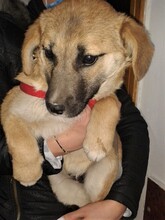 BIBI, Hund, Mischlingshund in Rumänien - Bild 31