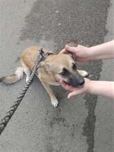 BIBI, Hund, Mischlingshund in Rumänien - Bild 4