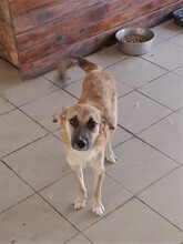 BIBI, Hund, Mischlingshund in Rumänien - Bild 5