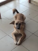 BIBI, Hund, Mischlingshund in Rumänien - Bild 6
