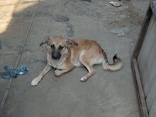 BIBI, Hund, Mischlingshund in Rumänien - Bild 7