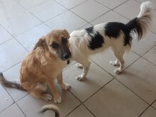 BIBI, Hund, Mischlingshund in Rumänien - Bild 8