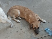 BIBI, Hund, Mischlingshund in Rumänien - Bild 9