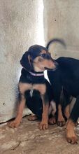 ZETA, Hund, Mischlingshund in Griechenland - Bild 3