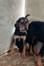 ZETA, Hund, Mischlingshund in Griechenland - Bild 5