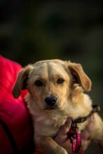 MURDER, Hund, Mischlingshund in Ungarn - Bild 2