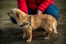 MURDER, Hund, Mischlingshund in Ungarn - Bild 3