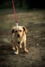 MURDER, Hund, Mischlingshund in Ungarn - Bild 4