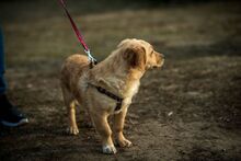 MURDER, Hund, Mischlingshund in Ungarn - Bild 5