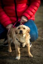 MURDER, Hund, Mischlingshund in Ungarn - Bild 6