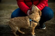 MURDER, Hund, Mischlingshund in Ungarn - Bild 7