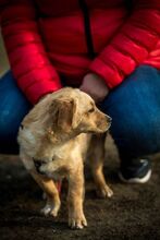 MURDER, Hund, Mischlingshund in Ungarn - Bild 8
