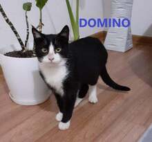 DOMINO, Katze, Europäisch Kurzhaar in Bosnien und Herzegowina - Bild 1