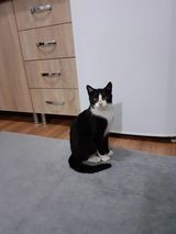 DOMINO, Katze, Europäisch Kurzhaar in Bosnien und Herzegowina - Bild 3