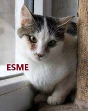 ESME, Katze, Europäisch Kurzhaar in Bosnien und Herzegowina - Bild 1