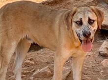 LEON, Hund, Mischlingshund in Griechenland - Bild 2