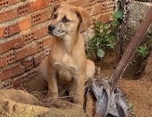 LEON, Hund, Mischlingshund in Griechenland - Bild 3