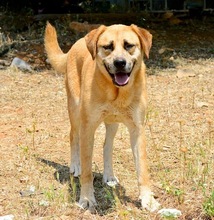 LEON, Hund, Mischlingshund in Griechenland - Bild 6
