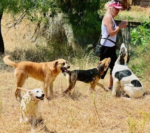LEON, Hund, Mischlingshund in Griechenland - Bild 7
