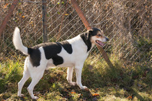 ROBIN, Hund, Mischlingshund in Kroatien - Bild 2