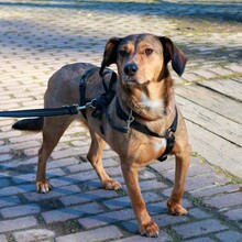 PALOMA, Hund, Mischlingshund in Wuppertal
