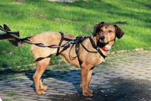 PALOMA, Hund, Mischlingshund in Wuppertal - Bild 11