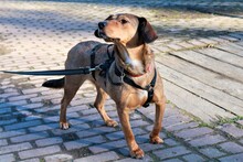 PALOMA, Hund, Mischlingshund in Wuppertal - Bild 12