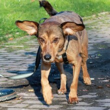PALOMA, Hund, Mischlingshund in Wuppertal - Bild 2