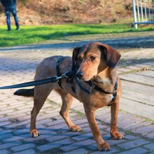 PALOMA, Hund, Mischlingshund in Wuppertal - Bild 6