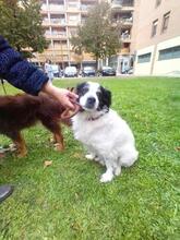 LOLO, Hund, Mischlingshund in Spanien - Bild 1