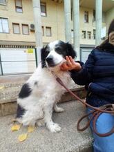 LOLO, Hund, Mischlingshund in Spanien - Bild 3