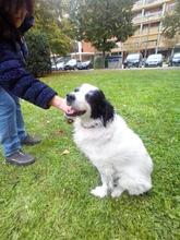 LOLO, Hund, Mischlingshund in Spanien - Bild 4