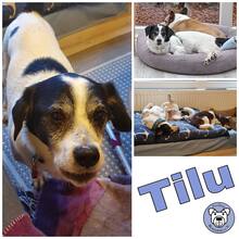 TILU, Hund, Mischlingshund in Schashagen - Bild 1